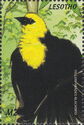 Yellow-headed Blackbird (Xanthocephalus xanthocephalus)
